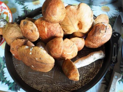 Грибная икра с помидорами и болгарским перцем. Самый вкусный рецепт икры из вареных грибов