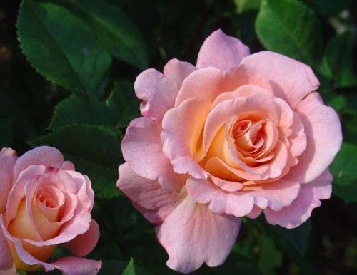 30 самых надежных роз для средней полосы. Подготовка почвы для посадки роз в местных климатических условиях