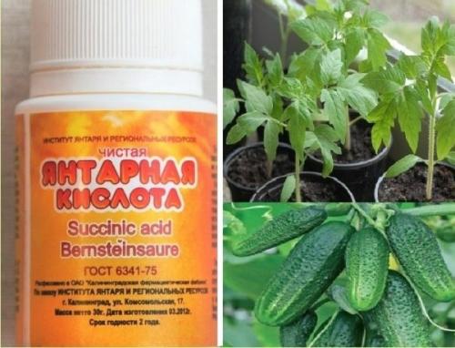 Янтарная кислота для огурцов. Правила применения янтарной кислоты для подкормки огурцов
