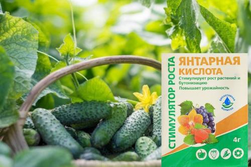 Янтарная кислота для огурцов. Правила применения янтарной кислоты для подкормки огурцов