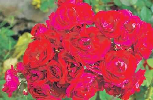 Розы, которые разочаровали. Не выдержала тени