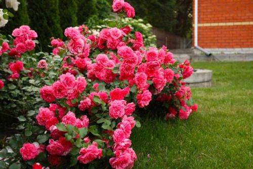 Розы для начинающих садоводов. Добавление статьи в новую подборку 01