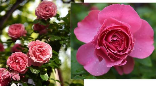 Розы для начинающих садоводов. Добавление статьи в новую подборку 08