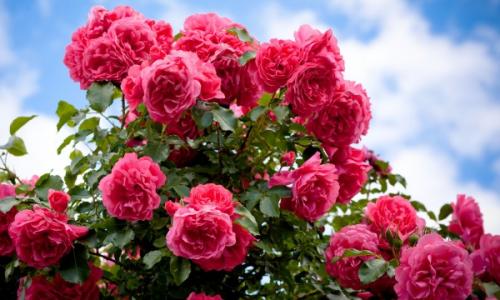 Розы для начинающих садоводов. Добавление статьи в новую подборку 12