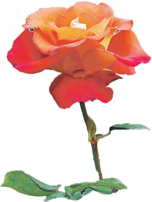 Розы, которые разочаровали. Не выдержала тени