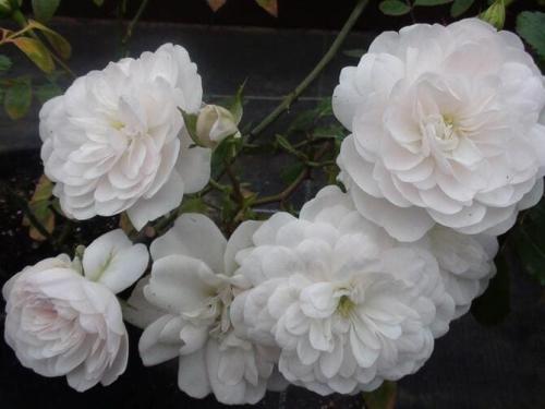 Самые неубиваемые розы. Какие сорта роз самые неприхотливые и зимостойкие