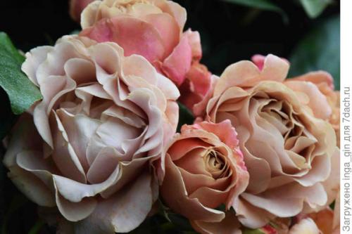 Розы, которые разочаровали. Розы очарования и розы разочарования