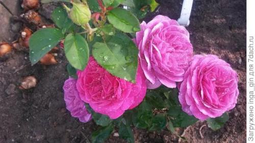 Розы, которые разочаровали. Розы очарования и розы разочарования