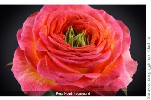 Розы, которые разочаровали. Розы очарования и розы разочарования