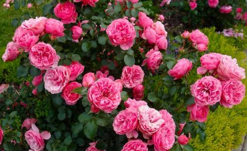 Непрерывно цветущие розы остина. Какие бывают