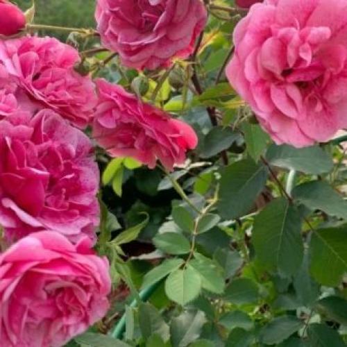 Все виды роз с указанием лучших сортов от А до Я. Описание сортов роз 01