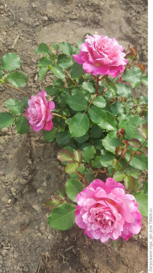 Розы, которые разочаровали. Розы очарования и розы разочарования