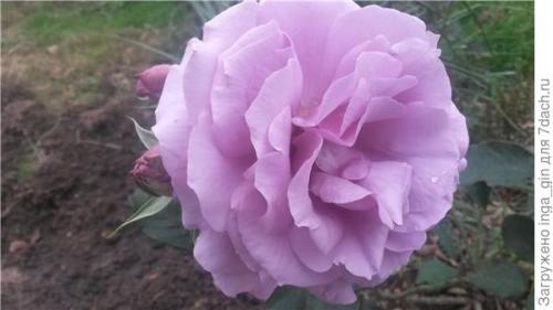 Розы, которые разочаровали. Розы очарования и розы разочарования