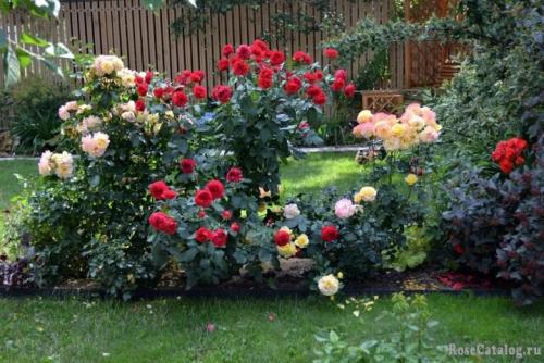 10 сортов роз непрерывного цветения. Особенности 10 10 сортов роз непрерывного цветения. Особенности 10