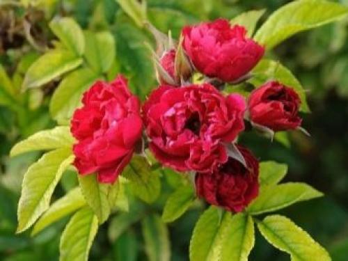 Все виды роз с указанием лучших сортов от А до Я. Описание сортов роз 04