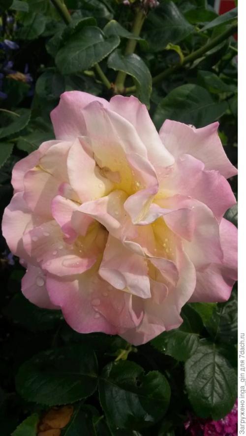 Розы, которые разочаровали. Розы очарования и розы разочарования