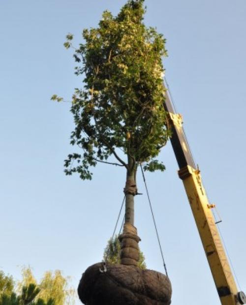 Правила зимней пересадки лесных крупномеров. Уход за крупномерами 01
