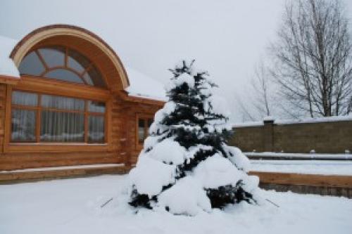 Правила зимней пересадки лесных крупномеров. Уход за крупномерами 08