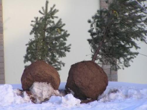 Правила зимней пересадки лесных крупномеров. Уход за крупномерами 10