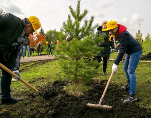Пересадка деревьев из леса. Пересадка сосны из леса на участок