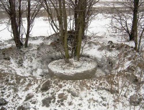 Правила зимней пересадки лесных крупномеров. Уход за крупномерами 09