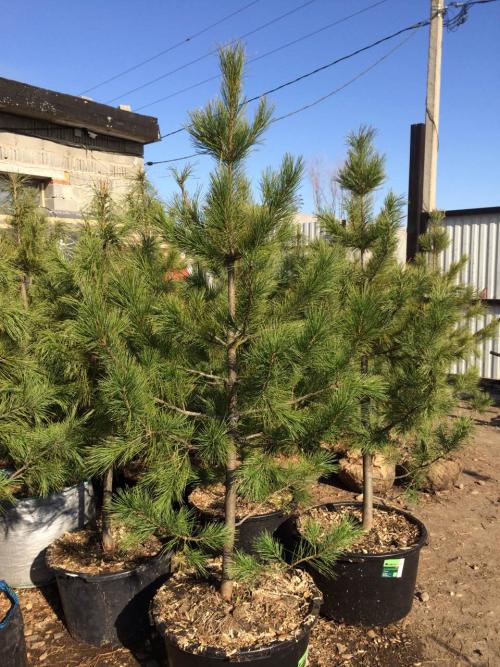 Пересадка деревьев из леса. Пересадка сосны из леса на участок