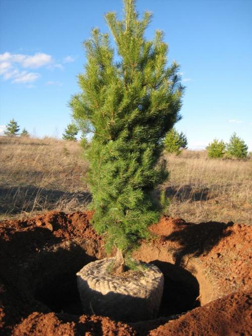 Пересадка деревьев из леса. Пересадка сосны из леса на участок