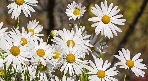 Леукантемелла осенняя. Левкантемелла — гигантская осенняя ромашка