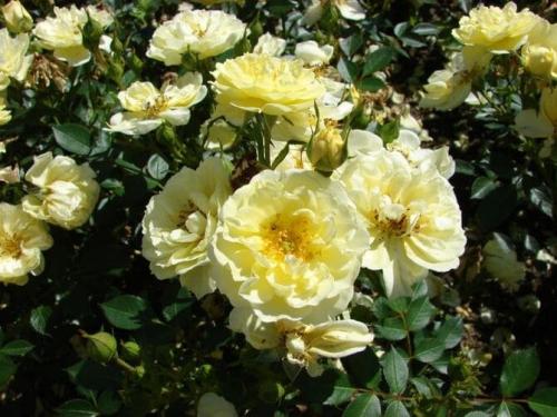 Самые неубиваемые розы. Какие сорта роз самые неприхотливые и зимостойкие