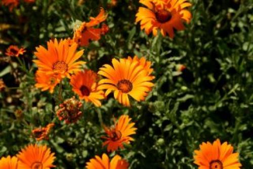 Самая большая ромашка в мире. Описание растения