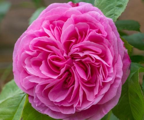 Самые неприхотливые розы для Подмосковья. Лучшие сорта роз для Подмосковья