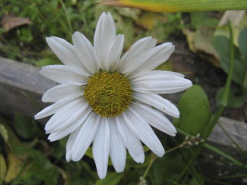 Хризантема поздняя ромашка канадская. Ромашки второй половины лета 02