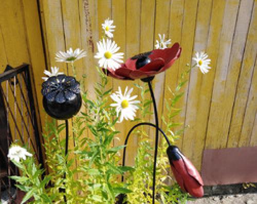 Ромашка осенняя высокая. Загадочная левкантемелла