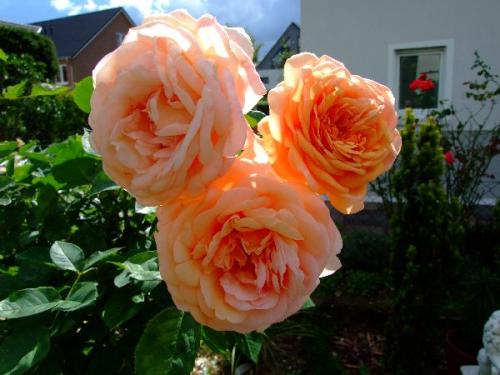 Самые неприхотливые розы для Подмосковья. Лучшие сорта роз для Подмосковья