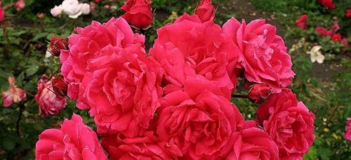 Самые морозостойкие сорта роз. Морозостойкие сорта роз, которые переживут любую зиму