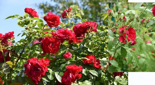 Какие сорта роз посадить на участке. Садовые розы 22