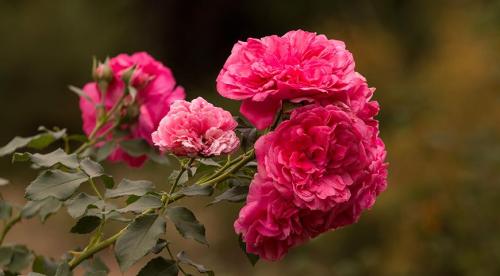 Какие сорта роз посадить на участке. Садовые розы 23