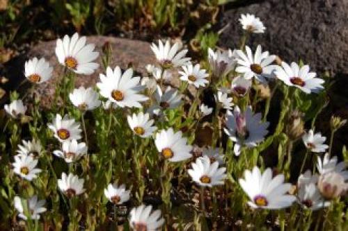 Самая большая ромашка в мире. Описание растения