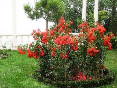 Какие розы посадить в саду. Выращивание садовых роз в открытом грунте: советы и правила