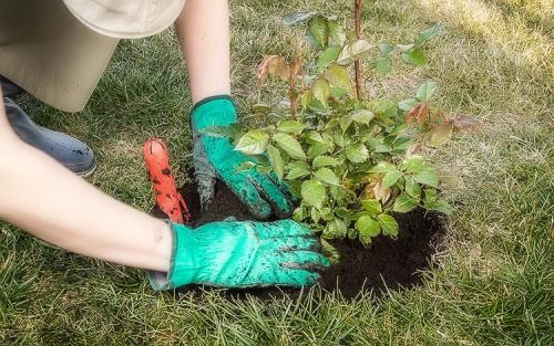 Какие розы посадить в саду. Выращивание садовых роз в открытом грунте: советы и правила