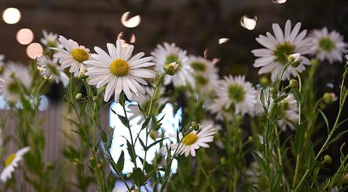 Леукантемелла осенняя. Левкантемелла — гигантская осенняя ромашка