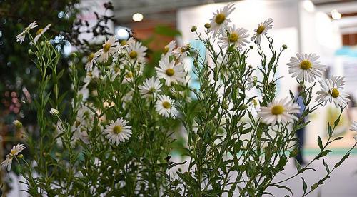 Леукантемелла осенняя. Левкантемелла — гигантская осенняя ромашка