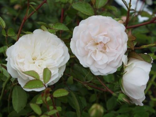 Самые неубиваемые розы. Какие сорта роз самые неприхотливые и зимостойкие