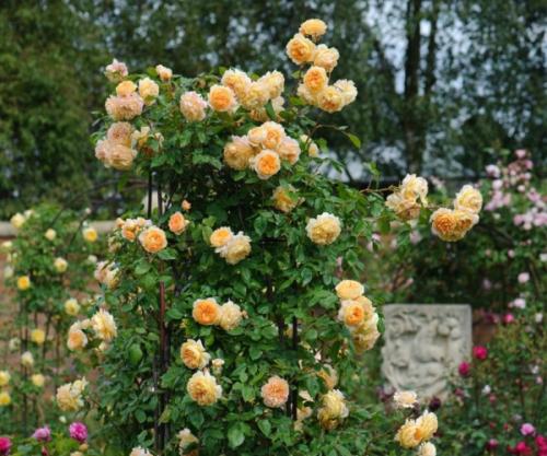 Самые неприхотливые розы для Подмосковья. Лучшие сорта роз для Подмосковья