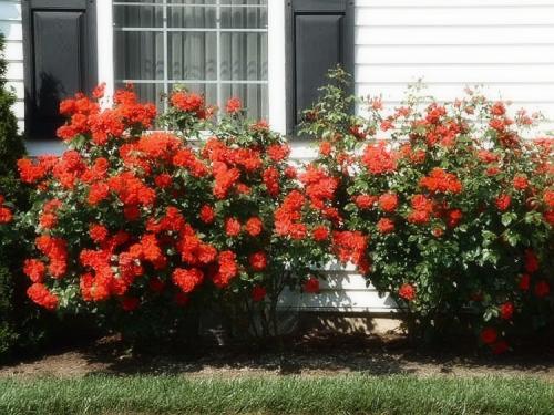 Какие розы посадить в саду. Выращивание садовых роз в открытом грунте: советы и правила