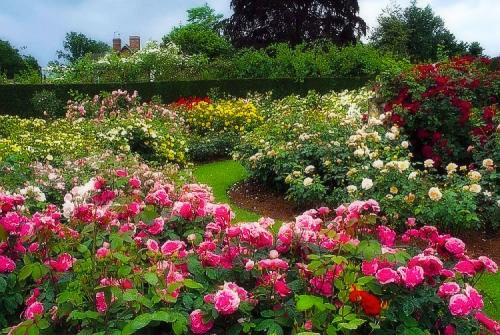 Какие розы посадить в саду. Выращивание садовых роз в открытом грунте: советы и правила