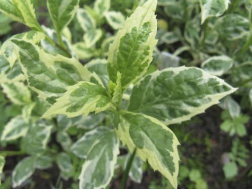 Хризантема поздняя ромашка канадская. Ромашки второй половины лета 01