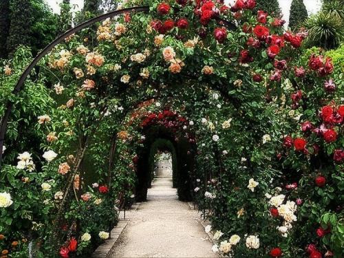 Какие розы посадить в саду. Выращивание садовых роз в открытом грунте: советы и правила