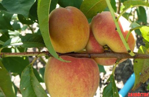 Саженец персика Донецкий желтый. Персик Донецкий желтый: описание и характеристики. Магазин ПосадиКа 02 Саженец персика Донецкий желтый. Персик Донецкий желтый: описание и характеристики. Магазин ПосадиКа 02