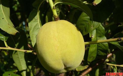 Саженец персика Донецкий желтый. Персик Донецкий желтый: описание и характеристики. Магазин ПосадиКа 03 Саженец персика Донецкий желтый. Персик Донецкий желтый: описание и характеристики. Магазин ПосадиКа 03